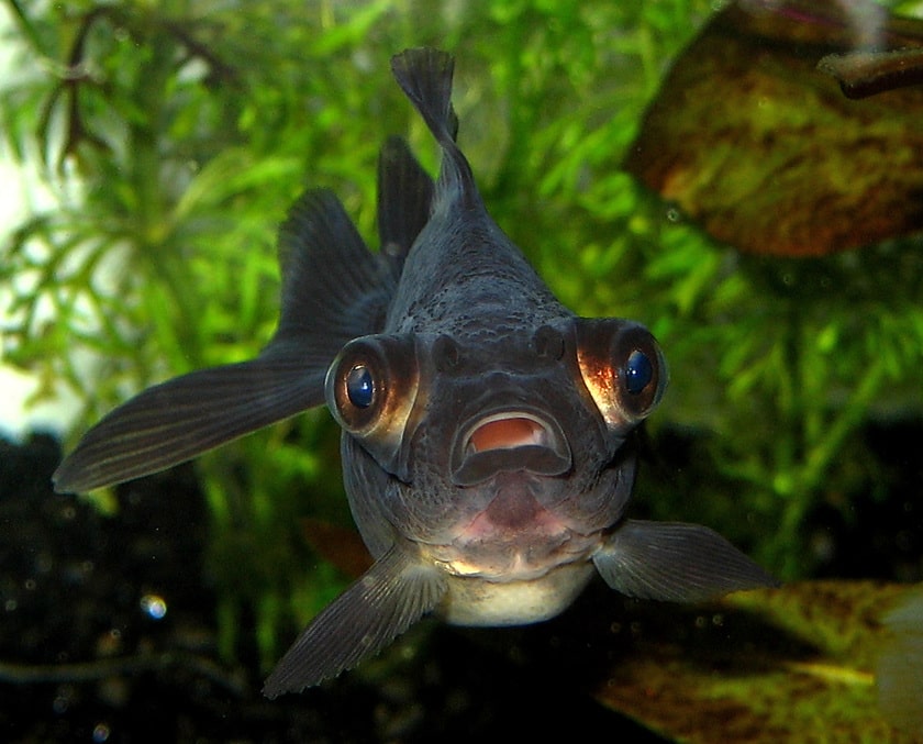 Black Moor Goldfish Care: Size, Lifespan, Diet, Breeding, and Tank Mates