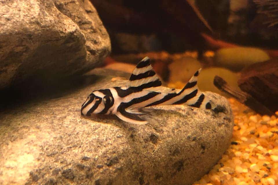 Hypancistrus Zebra Pleco Juvenile