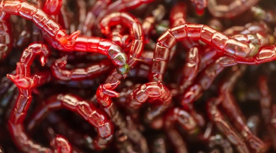 bloodworm