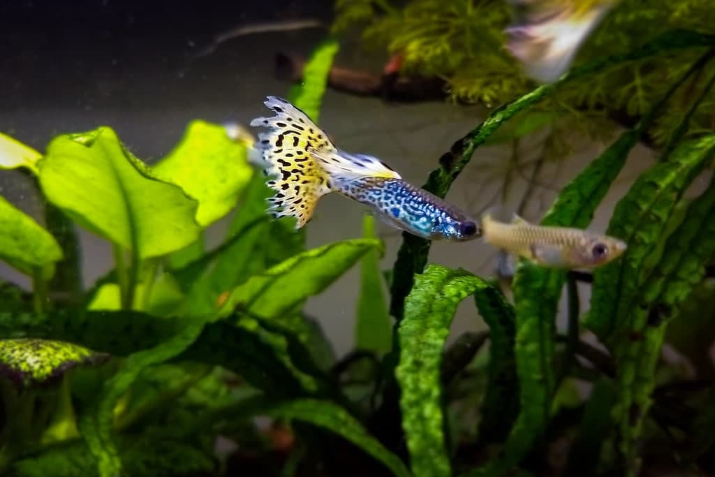 male and female guppies