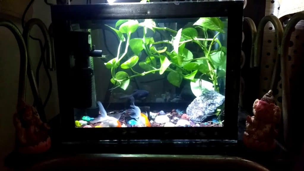 pothos plant in fish aquarium-min