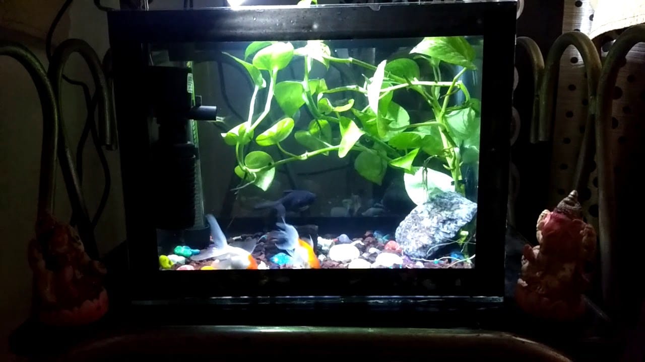 Pothos in Aquariums What is It, Benefits, and How to Plant