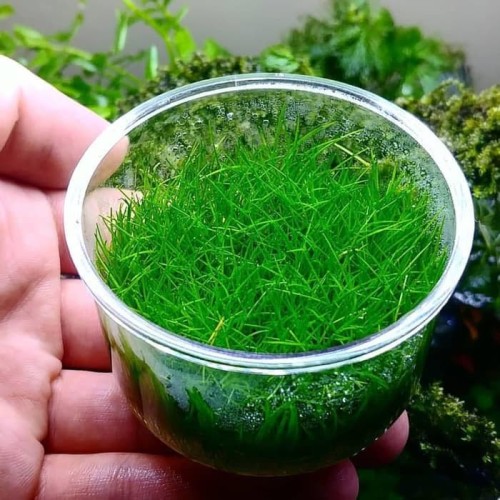 dwarf hairgrass seed