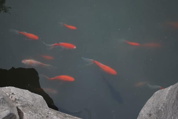 goldfish in a pond