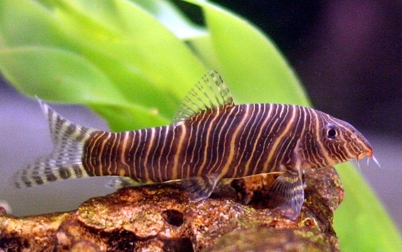 bottom feeder fish - zebra loach