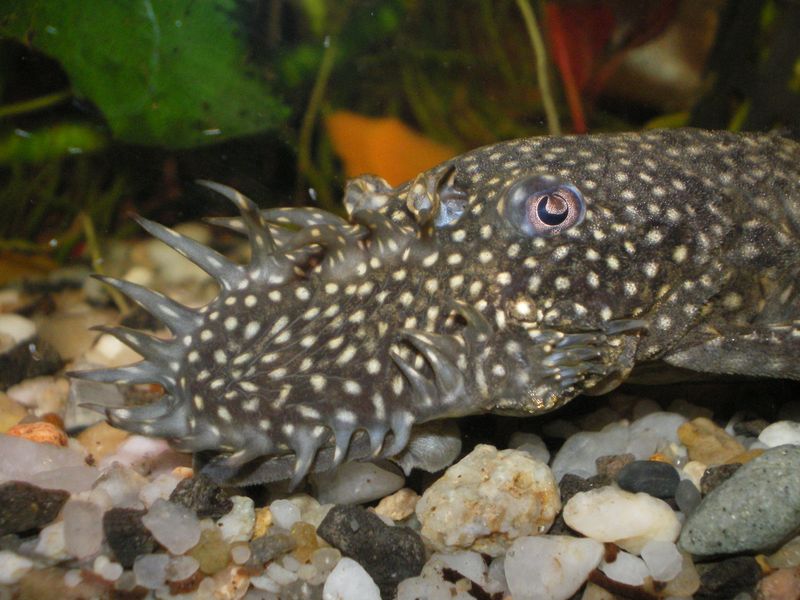 Bristlenose pleco head