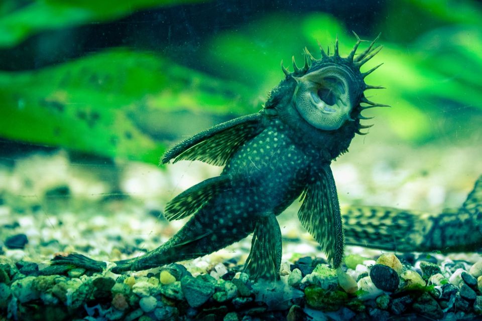 bristlenose catfish sucking aquarium wall