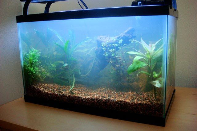 cloudy fish tank water