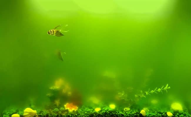 green cloudy fish tank