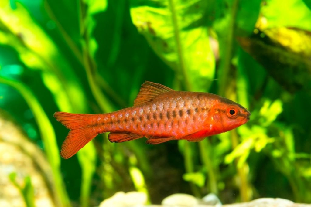 12 Best Cold Water Aquarium Fish Species for Your Tank [No Heater]