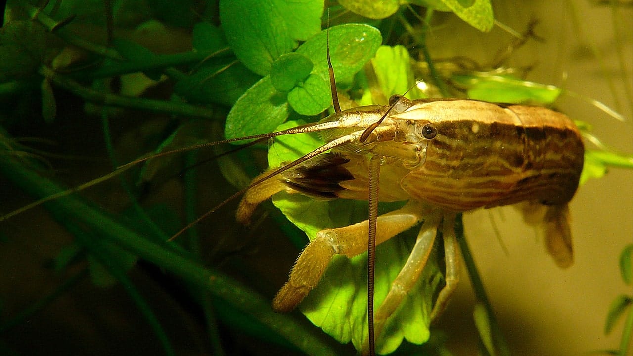 bamboo shrimp care guide by tankquarium.com